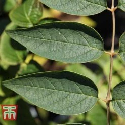 Decaisnea Fargesii 9 Decaisnea Fargesii -Tulip Bloom DECA T66200 D