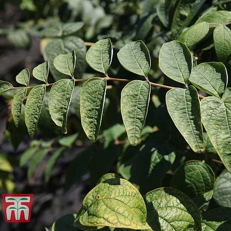 Decaisnea Fargesii 6 Decaisnea Fargesii - Image 6