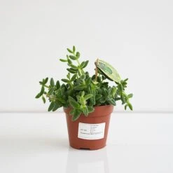 Delosperma Echinatum -Tulip Bloom DELO ECHIN12CM T45110