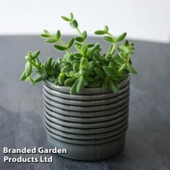 Delosperma Echinatum -Tulip Bloom DELO ECHINATUM T45115B