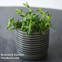 Delosperma Echinatum -Tulip Bloom DELO ECHINATUM T45116A