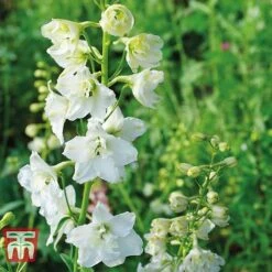 Delphinium Elatum 'Double Innocence'