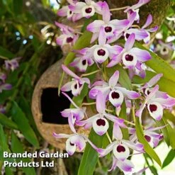 Dendrobium Nobile 'Sunny Eye' -Tulip Bloom DEND SUNNYEYE W48347