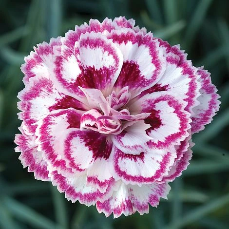 Dianthus 'Gran's Favourite' 2 Dianthus 'Gran's Favourite' - Image 2