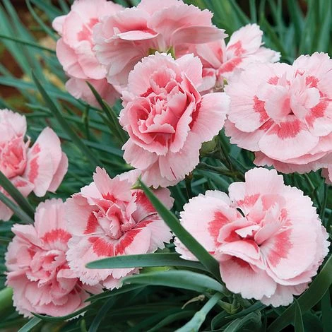 Dianthus 'Doris' 1 Dianthus 'Doris'