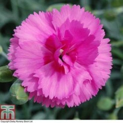 Dianthus 'Tickled Pink' -Tulip Bloom DIAN T80276 B