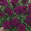 Dianthus 'Sunflor Beetle'