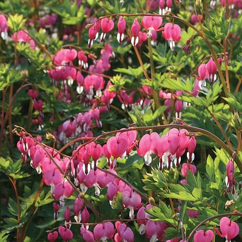 Dicentra Spectabilis 1 Dicentra Spectabilis