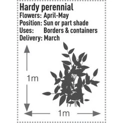 Dicentra Spectabilis 11 Dicentra Spectabilis -Tulip Bloom DICE T57545 B h