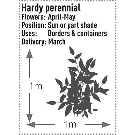 Dicentra Spectabilis 6 Dicentra Spectabilis - Image 6