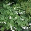 Dicentra Spectabilis 'Alba'
