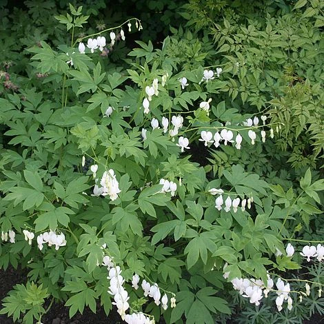 Dicentra Spectabilis 'Alba' 1 Dicentra Spectabilis 'Alba'