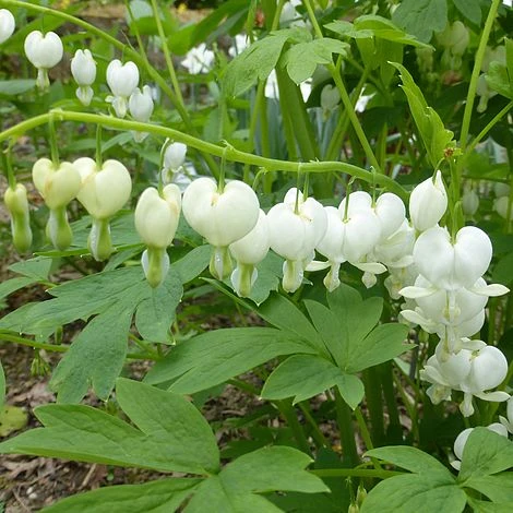 Dicentra Spectabilis 'Alba' 2 Dicentra Spectabilis 'Alba' - Image 2