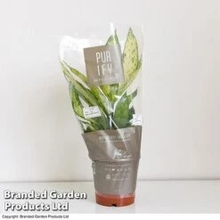 Dieffenbachia Seguine Sublime -Tulip Bloom DIEF SUBLI17CM T39040