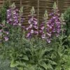 Foxglove 'Dalmation Purple'