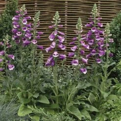 Foxglove 'Dalmation Purple'