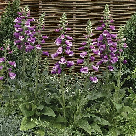 Foxglove 'Dalmation Purple' 1 Foxglove 'Dalmation Purple'