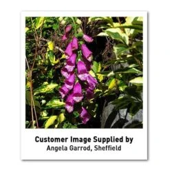 Foxglove 'Dalmation Purple' 6 Foxglove 'Dalmation Purple' -Tulip Bloom DIGI T64064 U1 h