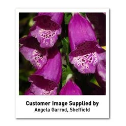 Foxglove 'Dalmation Purple' 7 Foxglove 'Dalmation Purple' -Tulip Bloom DIGI T64064 U2 h