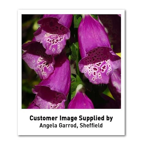 Foxglove 'Dalmation Purple' 4 Foxglove 'Dalmation Purple' - Image 4