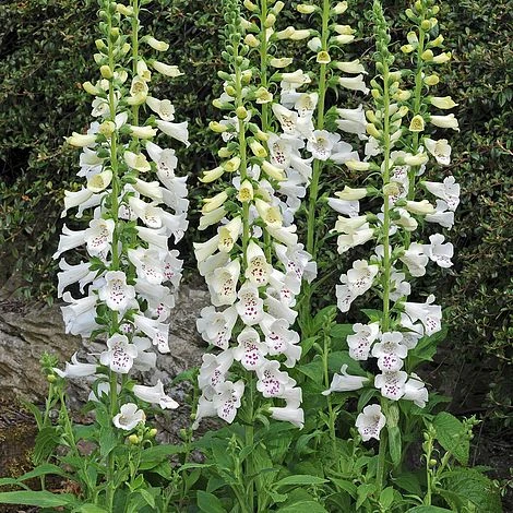 Foxglove 'Dalmation White' 1 Foxglove 'Dalmation White'
