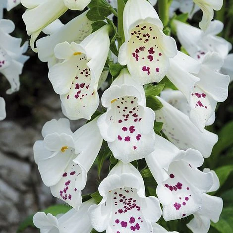 Foxglove 'Dalmation White' 2 Foxglove 'Dalmation White' - Image 2