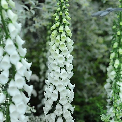Foxglove 'Alba' 1 Foxglove 'Alba'