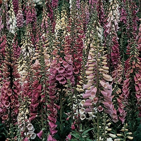 Foxglove 'Foxy' 1 Foxglove 'Foxy'