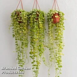 Dischidia Nummularia -Tulip Bloom DISC BUTTONORC WKC8846