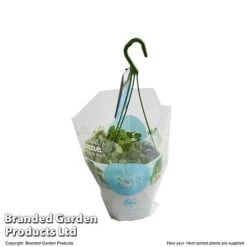 Dischidia Nummularia -Tulip Bloom DISC NUMMU14CM T48959