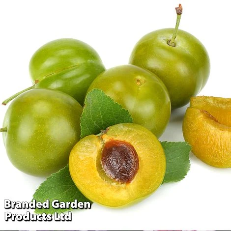 Gage 'Reine Claude Doree' 2 Gage 'Reine Claude Doree' - Image 2