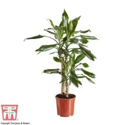 Dracaena Fragrans (House Plant) 11 Dracaena Fragrans (House Plant) -Tulip Bloom DRAC 2898 A1