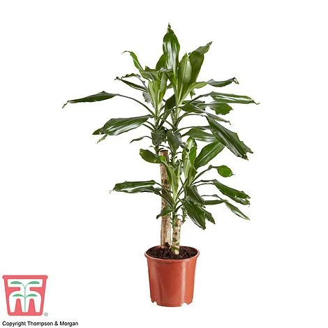 Dracaena Fragrans (House Plant) 6 Dracaena Fragrans (House Plant) - Image 6