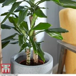 Dracaena Fragrans (House Plant) 8 Dracaena Fragrans (House Plant) -Tulip Bloom DRAC 2898 A4