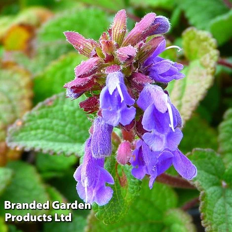 Dracocephalum Rupestre 1 Dracocephalum Rupestre