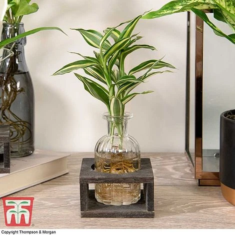 Dracaena Sanderiana 'Victory' In Bottle & Stand 1 Dracaena Sanderiana 'Victory' In Bottle & Stand