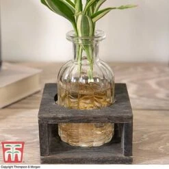 Dracaena Sanderiana 'Victory' In Bottle & Stand 9 Dracaena Sanderiana 'Victory' In Bottle & Stand -Tulip Bloom DRAC KB3999 C