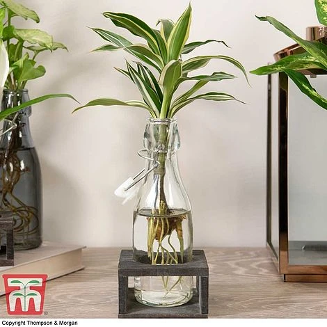 Dracaena Sanderiana 'Victory' In Bottle & Stand 6 Dracaena Sanderiana 'Victory' In Bottle & Stand - Image 6