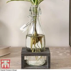 Dracaena Sanderiana 'Victory' In Bottle & Stand 8 Dracaena Sanderiana 'Victory' In Bottle & Stand -Tulip Bloom DRAC KB3999 G