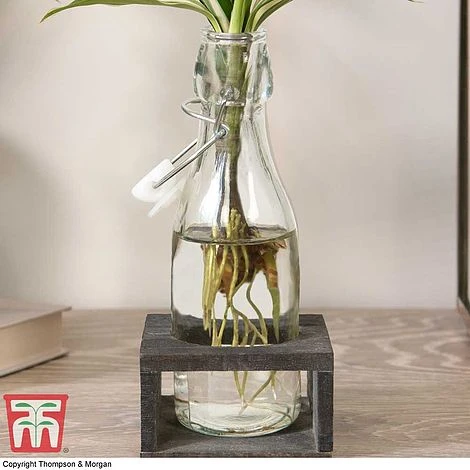 Dracaena Sanderiana 'Victory' In Bottle & Stand 3 Dracaena Sanderiana 'Victory' In Bottle & Stand - Image 3
