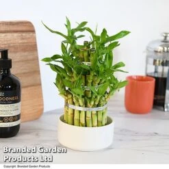 Dracaena Sanderiana 'Lucky Bamboo' 12 Dracaena Sanderiana 'Lucky Bamboo' -Tulip Bloom DRAC SANDE12CM T48324