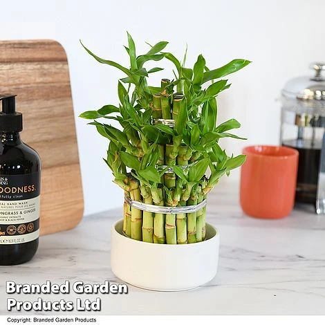 Dracaena Sanderiana 'Lucky Bamboo' 4 Dracaena Sanderiana 'Lucky Bamboo' - Image 4