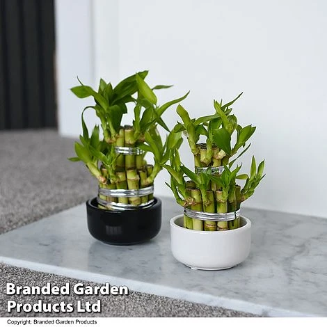 Dracaena Sanderiana 'Lucky Bamboo' 2 Dracaena Sanderiana 'Lucky Bamboo' - Image 2