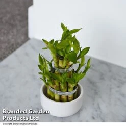 Dracaena Sanderiana 'Lucky Bamboo' 16 Dracaena Sanderiana 'Lucky Bamboo' -Tulip Bloom DRAC SANDERIAN T47329