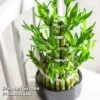 Dracaena Sanderiana 'Lucky Bamboo'