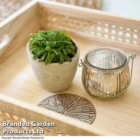 Drosera Aliciae 2 Drosera Aliciae - Image 2