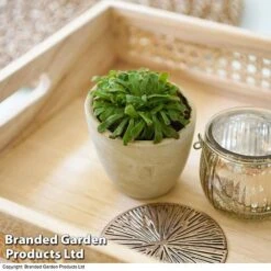 Drosera Aliciae 7 Drosera Aliciae -Tulip Bloom DROS ALICIAE T41636