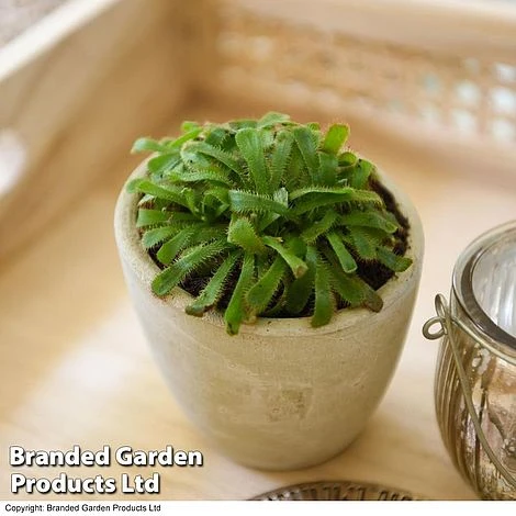 Drosera Aliciae 4 Drosera Aliciae - Image 4