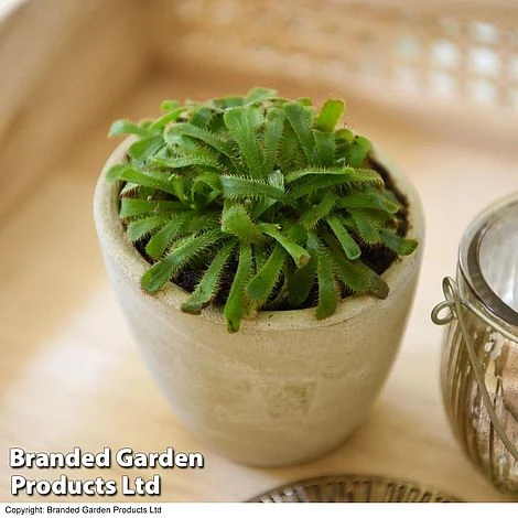 Drosera Aliciae 1 Drosera Aliciae