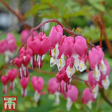 Dicentra Spectabilis 2 Dicentra Spectabilis - Image 2